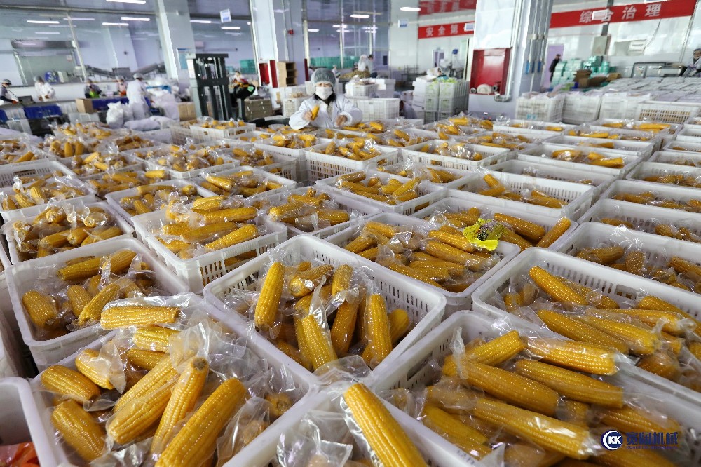 玉米扒皮機，鮮食玉米深加工項目